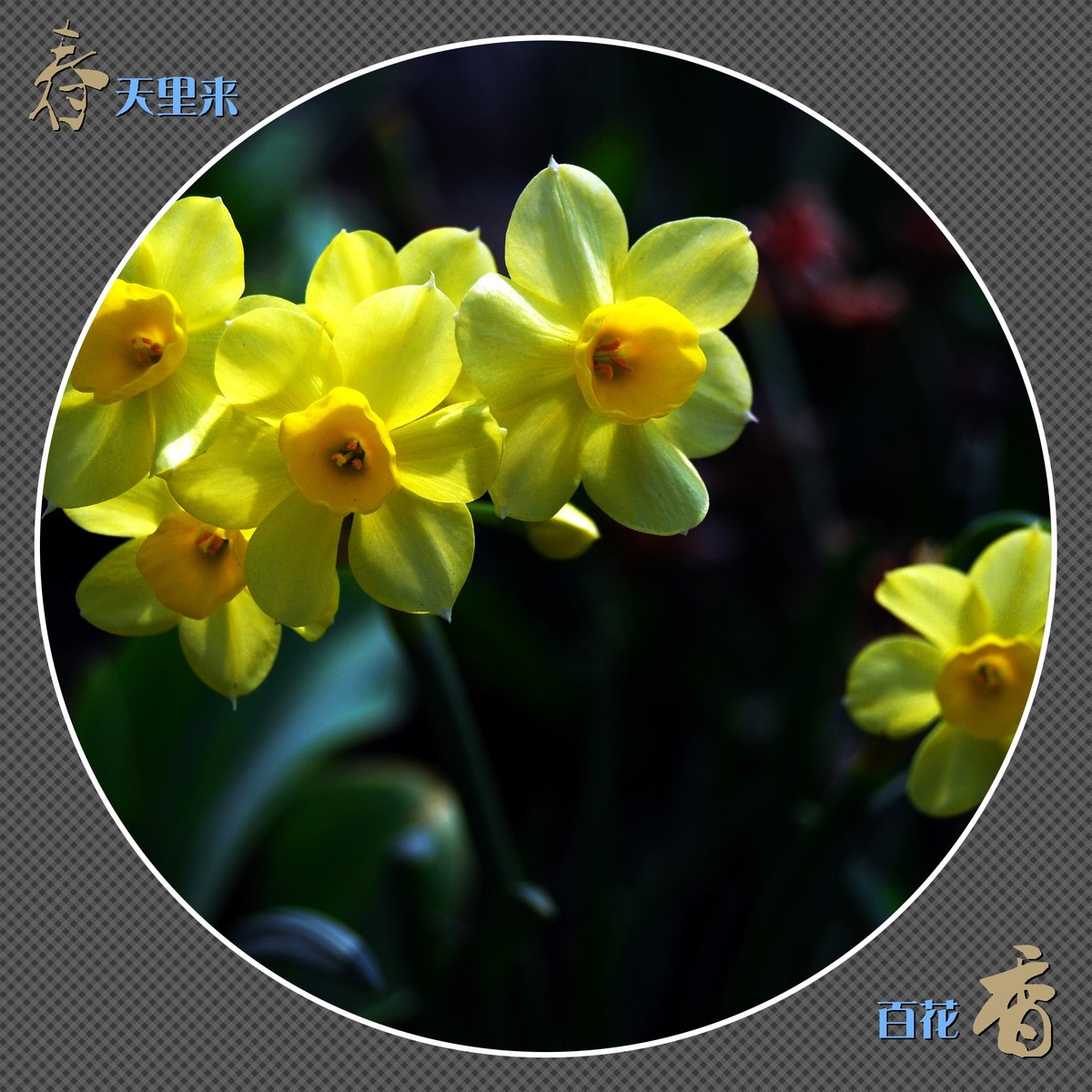 春天里来百花香