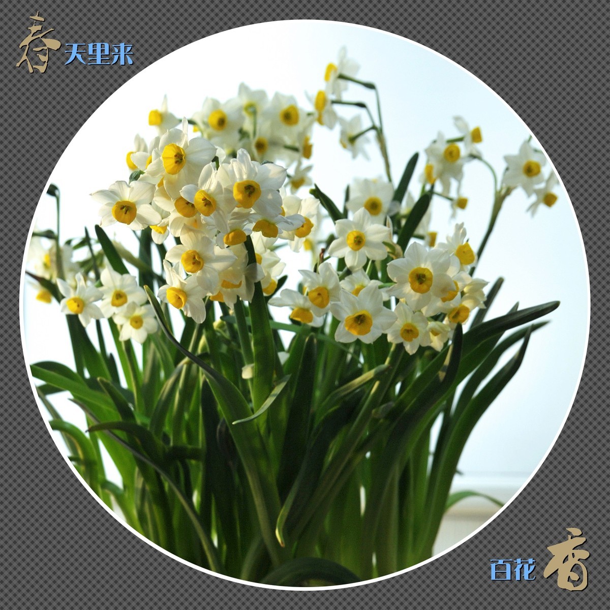 春天里来百花香