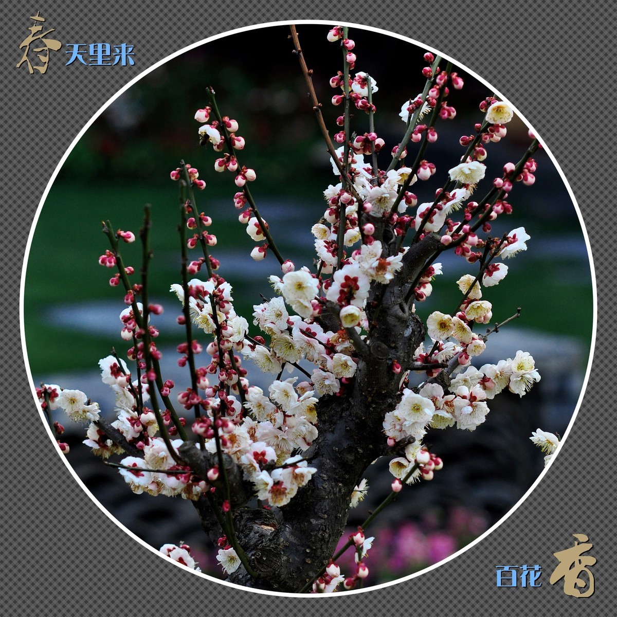 春天里来百花香