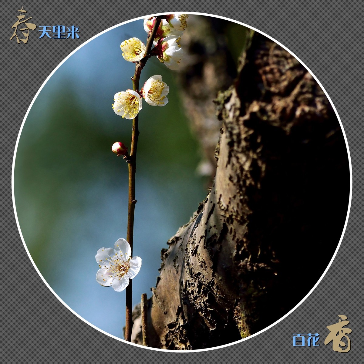 春天里来百花香