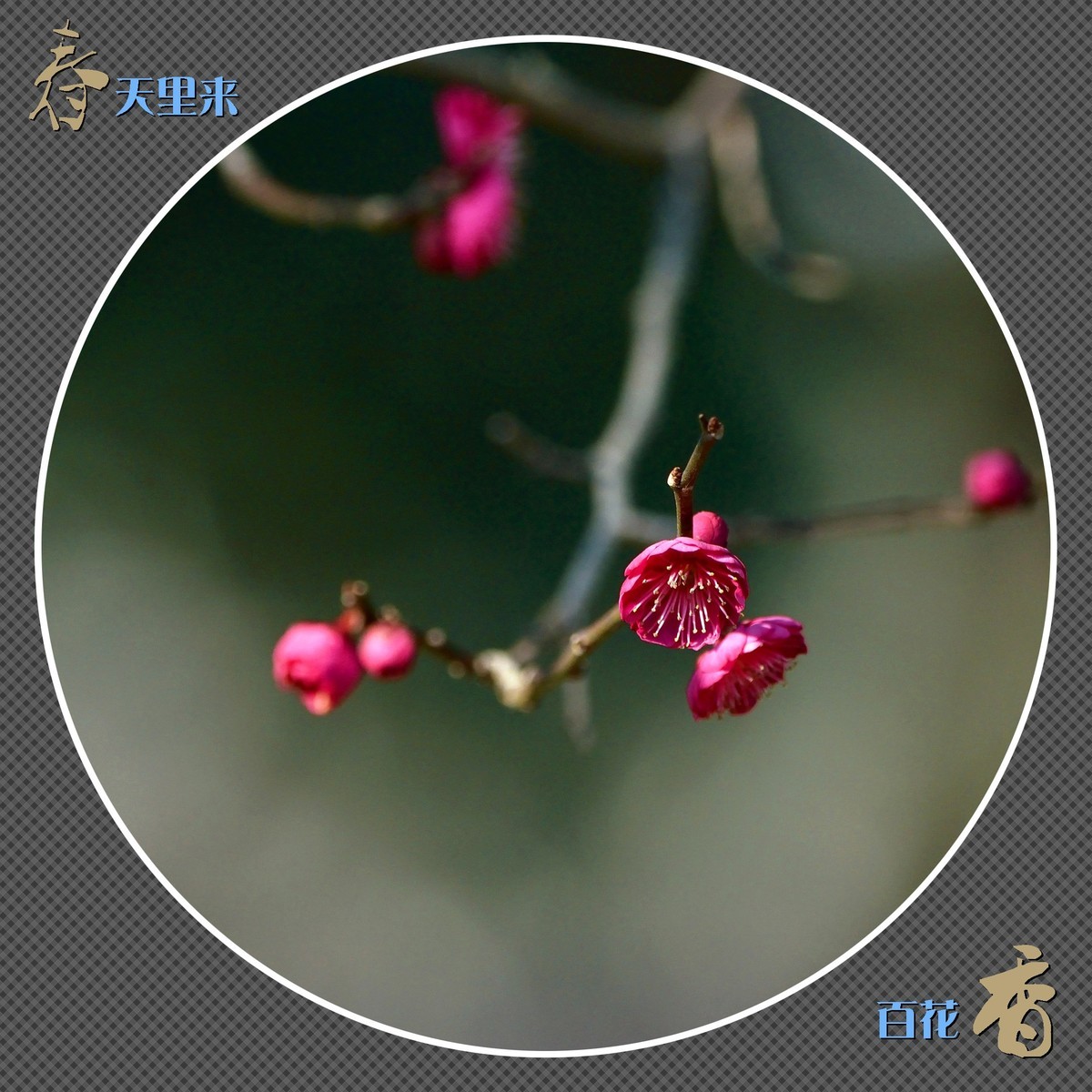 春天里来百花香