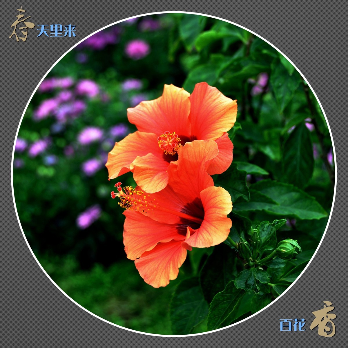 春天里来百花香