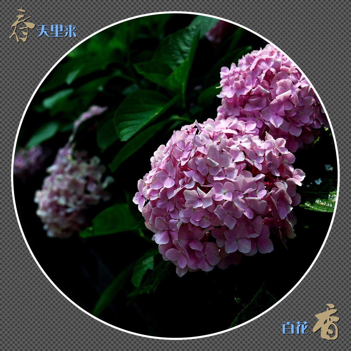 春天里来百花香