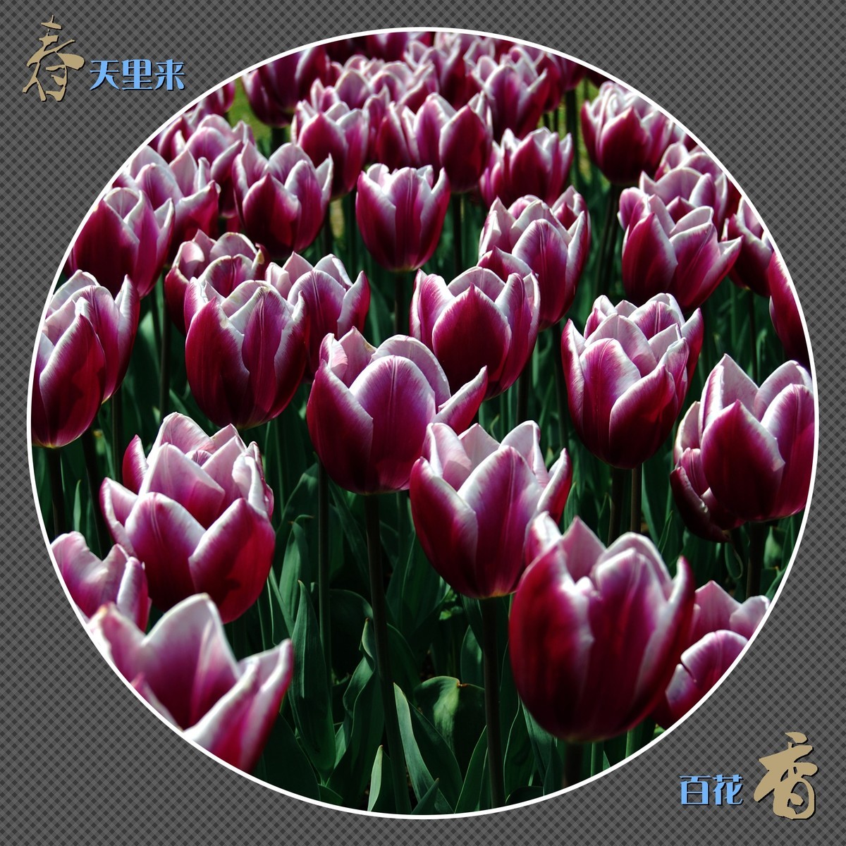 春天里来百花香