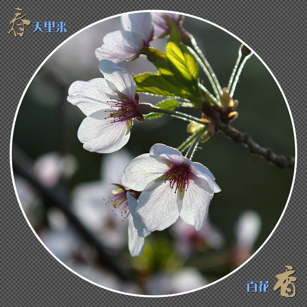 春天里来百花香