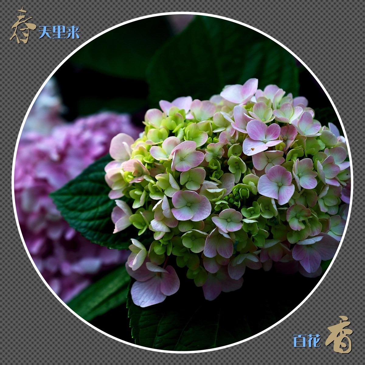 春天里来百花香