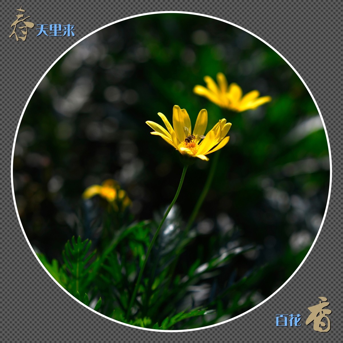 春天里来百花香