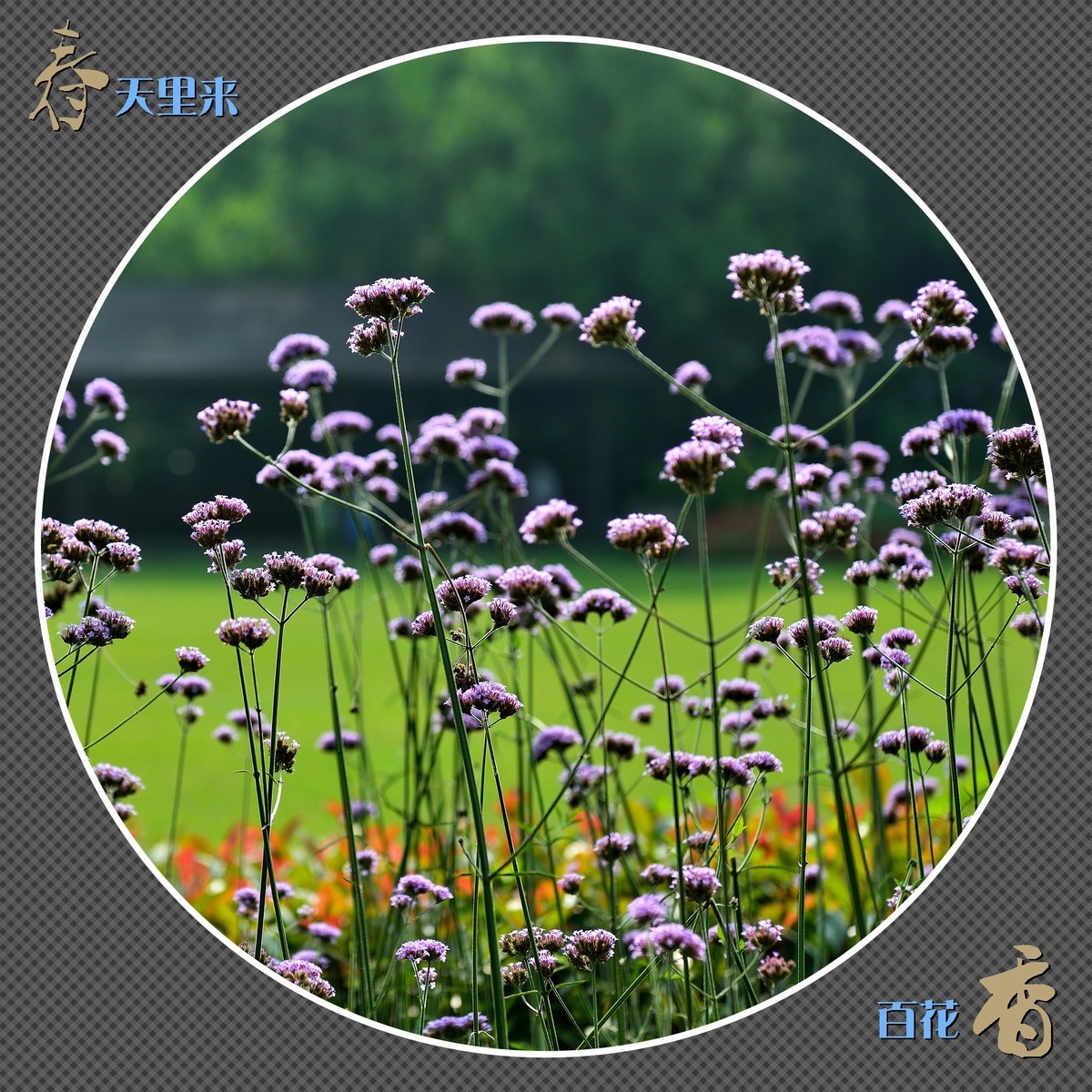 春天里来百花香