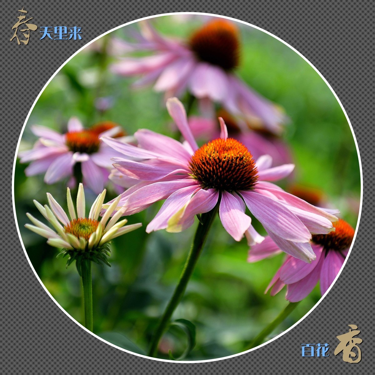 春天里来百花香