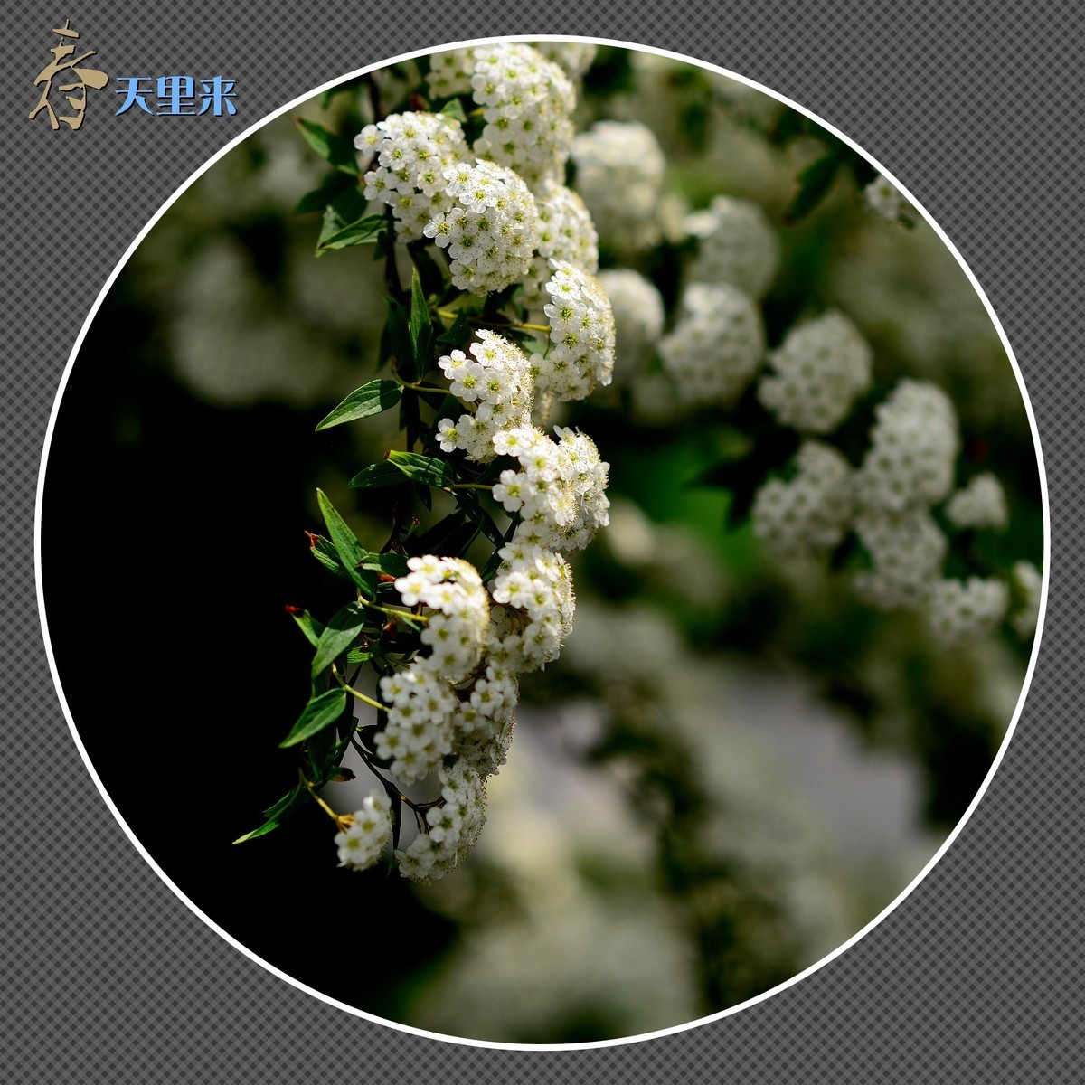 春天里来百花香