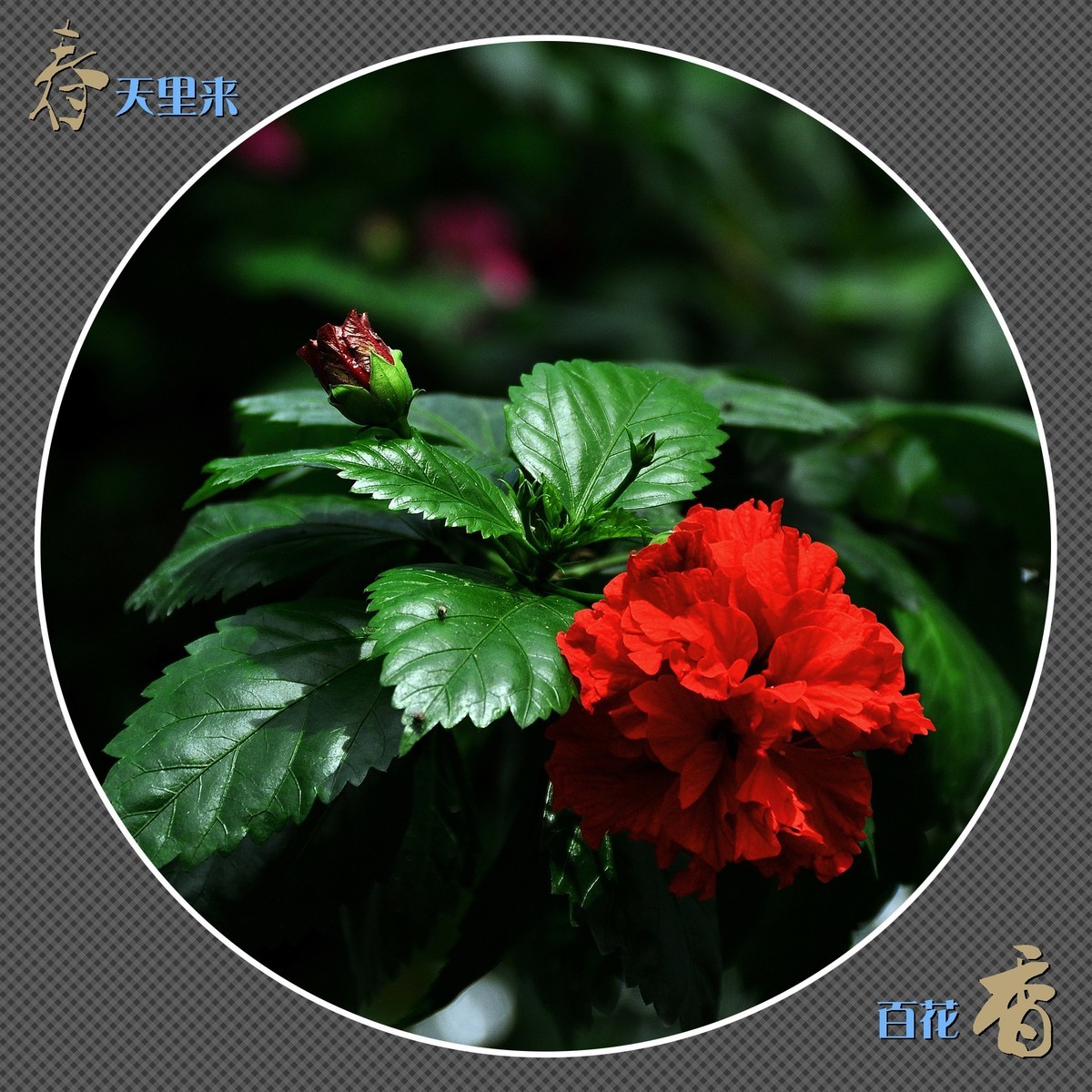 春天里来百花香