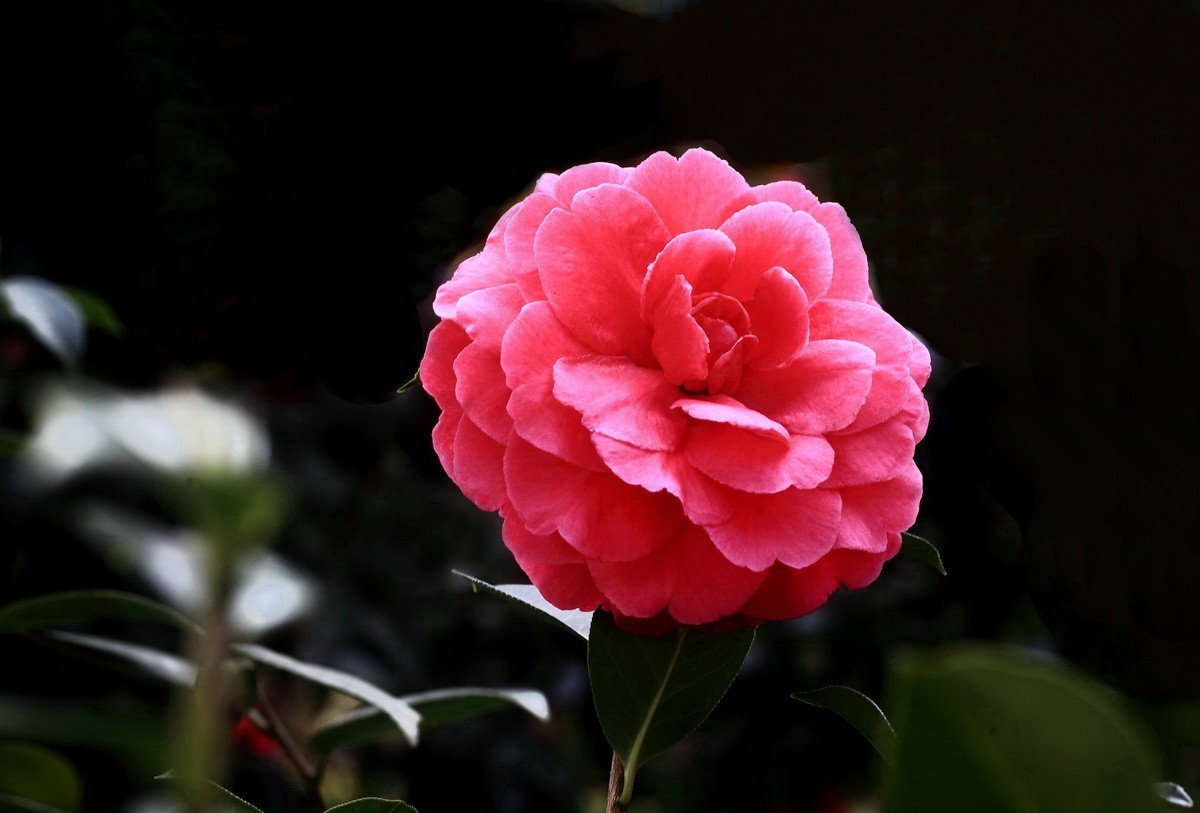 云南山茶花——（二）