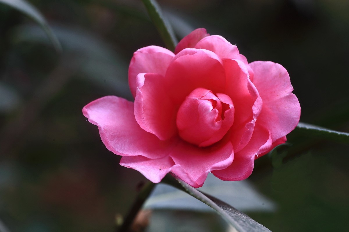 云南山茶花——（二）