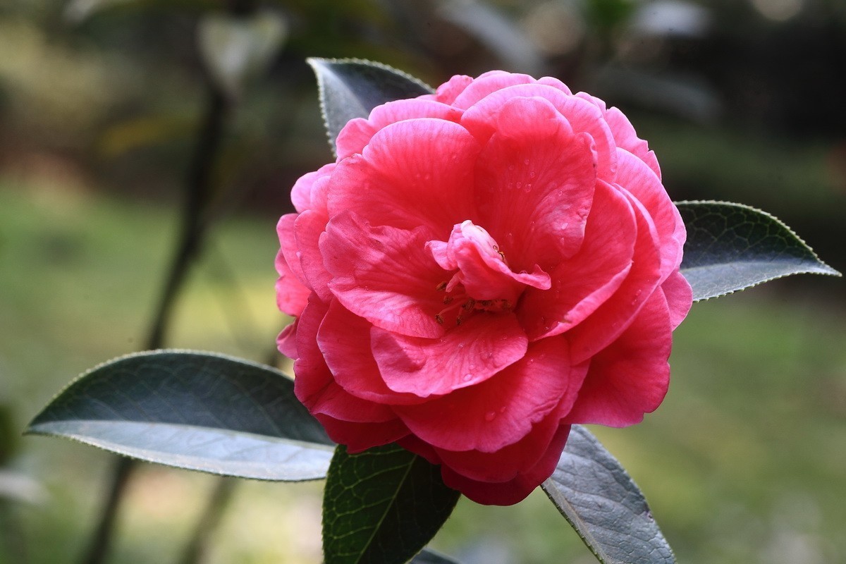 云南山茶花——（二）