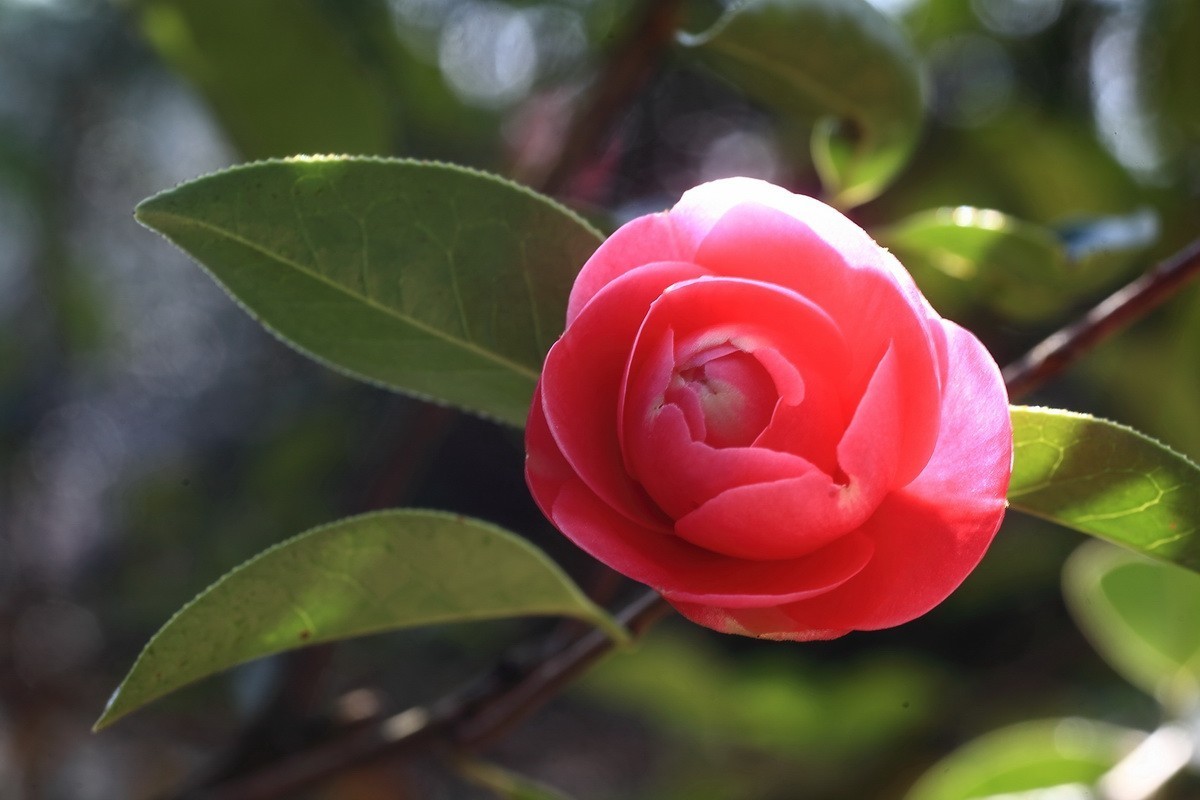 云南山茶花——（二）