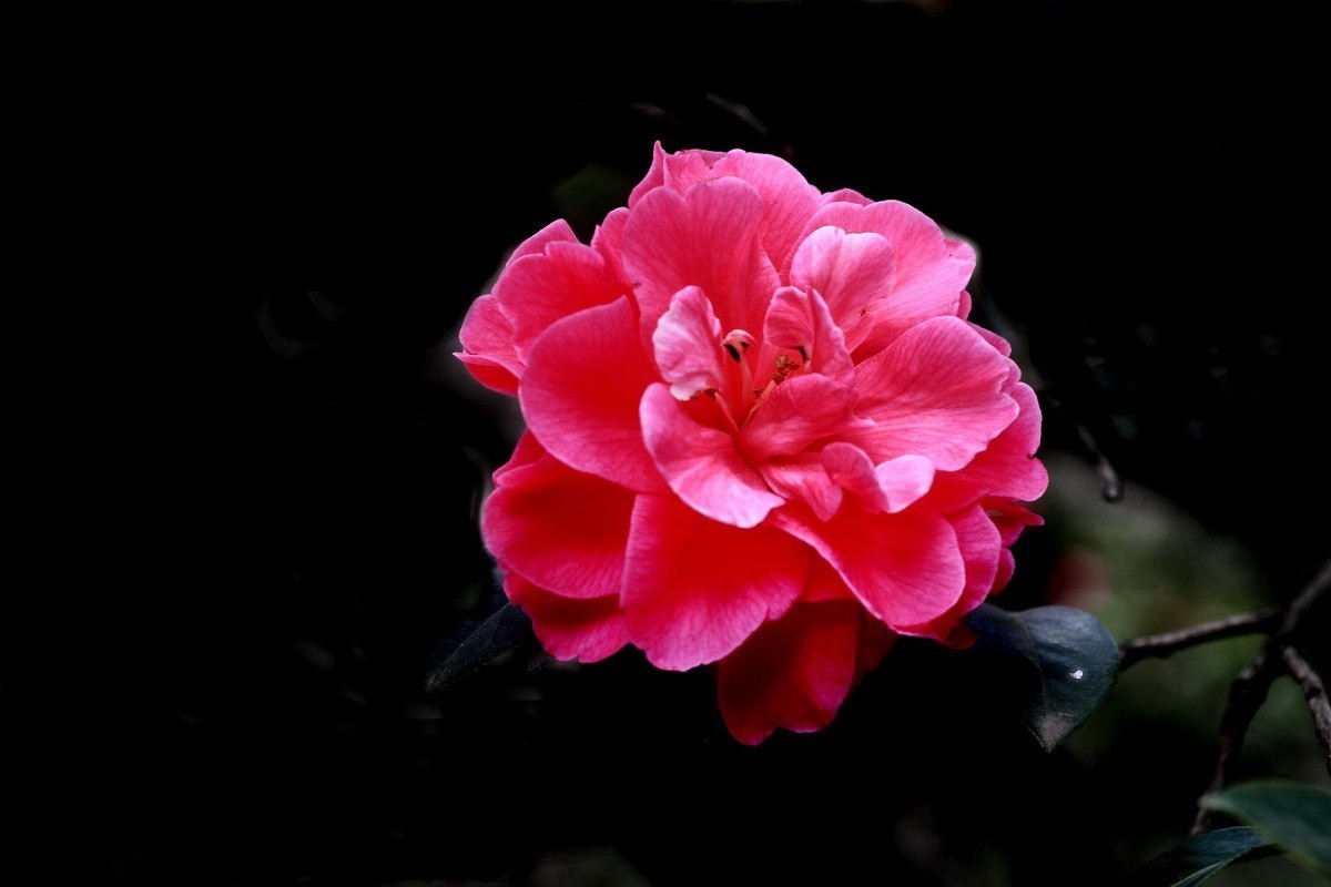 云南山茶花——（二）