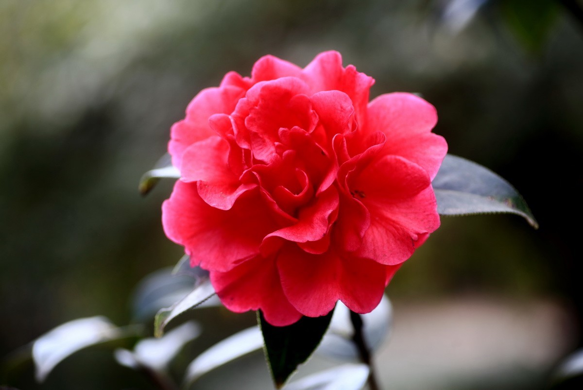 云南山茶花——（二）