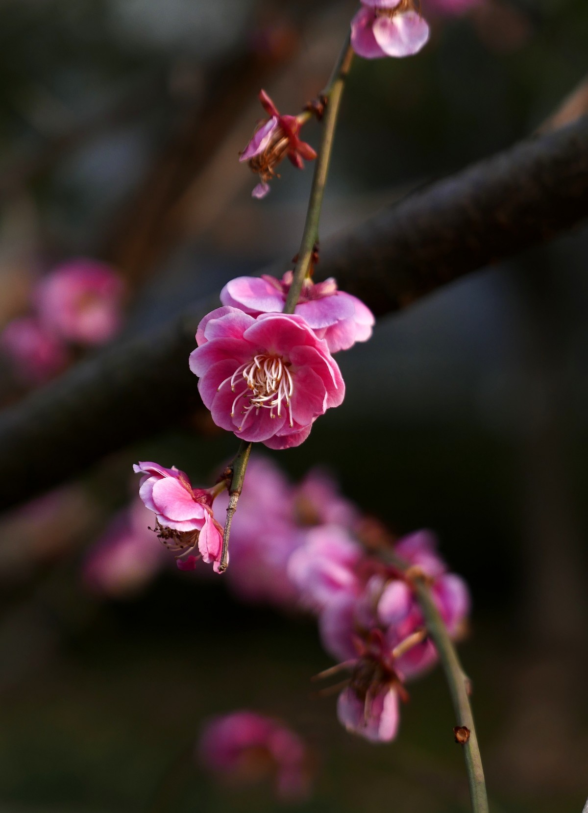 小区梅花也灿烂——祝各位版主和摄友新春快乐！