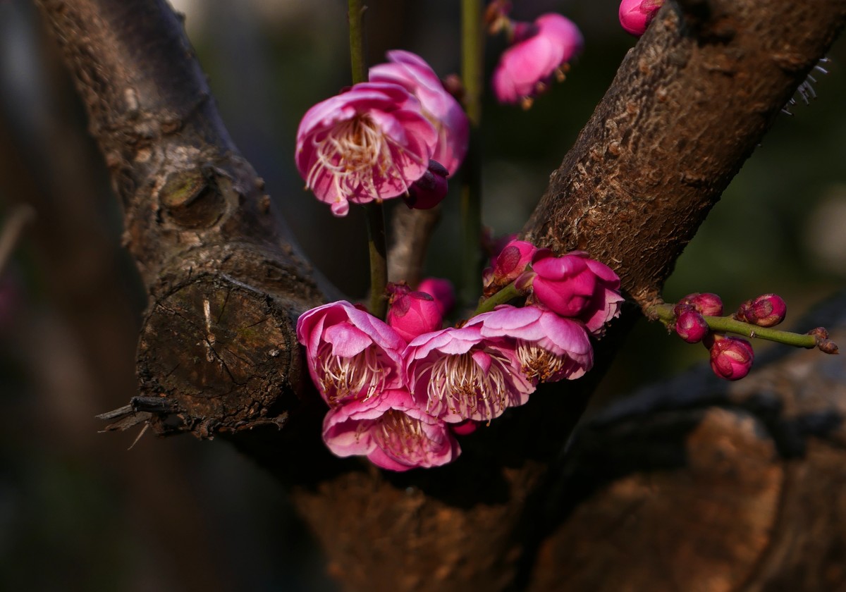 小区梅花也灿烂——祝各位版主和摄友新春快乐！