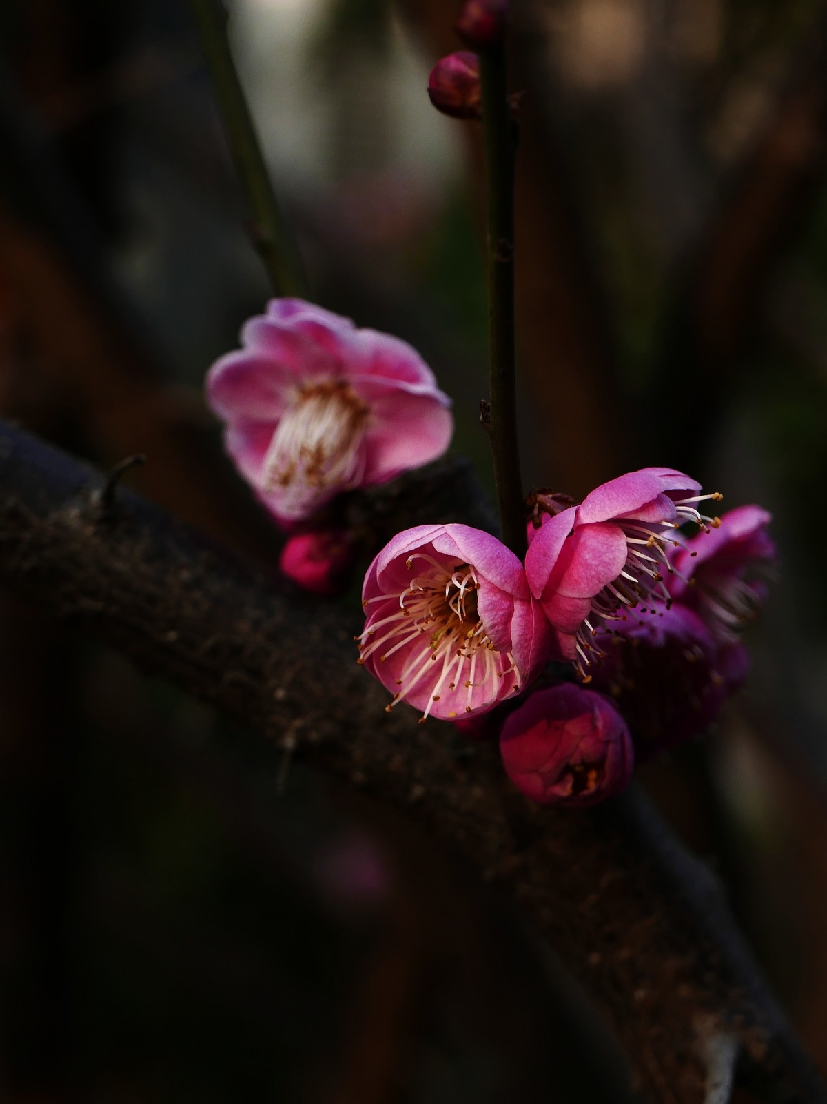 小区梅花也灿烂——祝各位版主和摄友新春快乐！