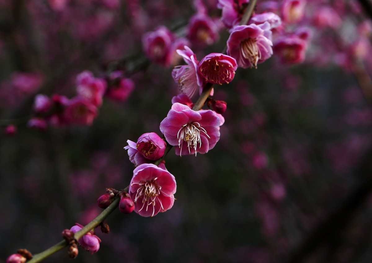 小区梅花也灿烂——祝各位版主和摄友新春快乐！