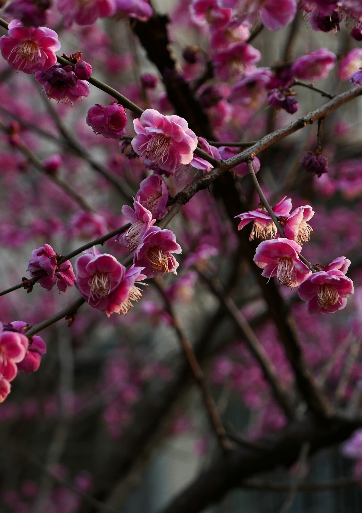 小区梅花也灿烂——祝各位版主和摄友新春快乐！