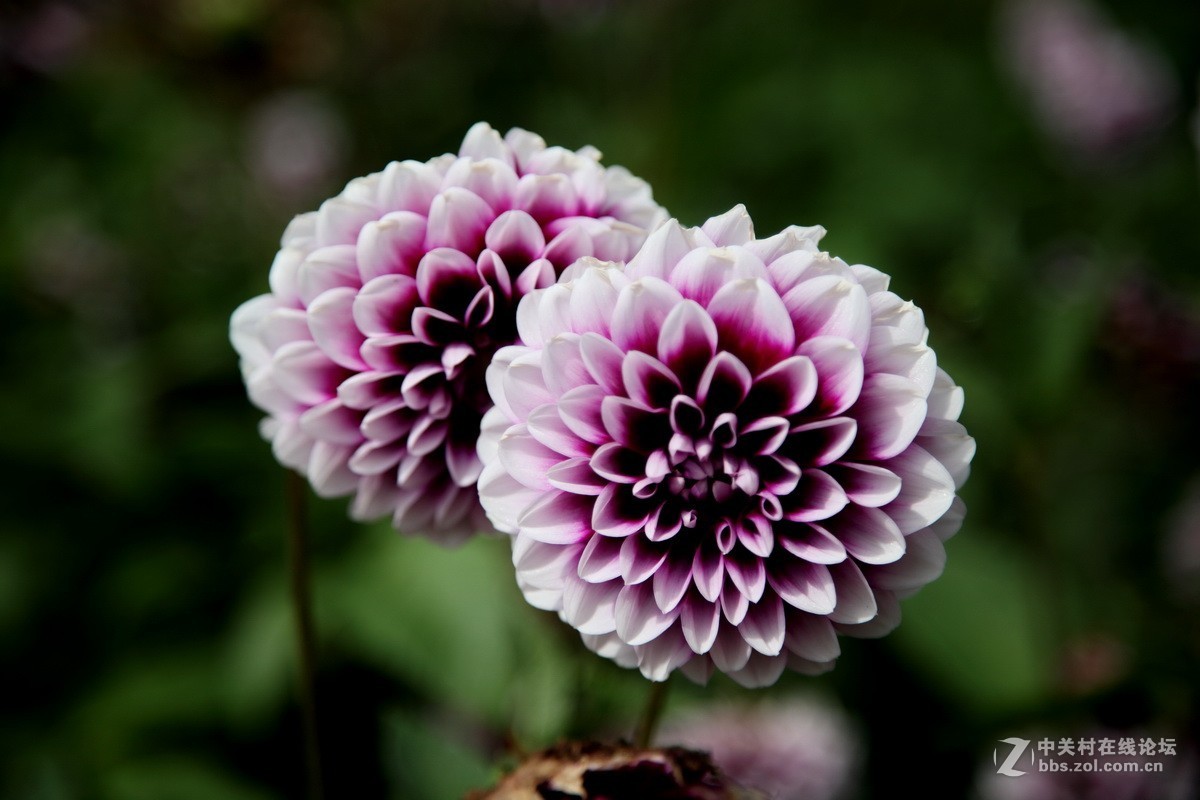 大丽花—2