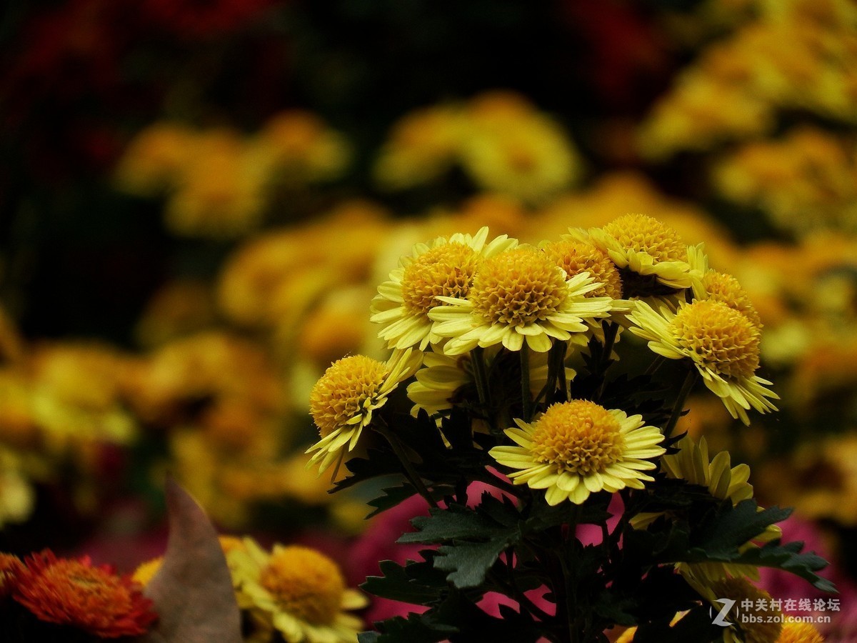 初冬菊争妍