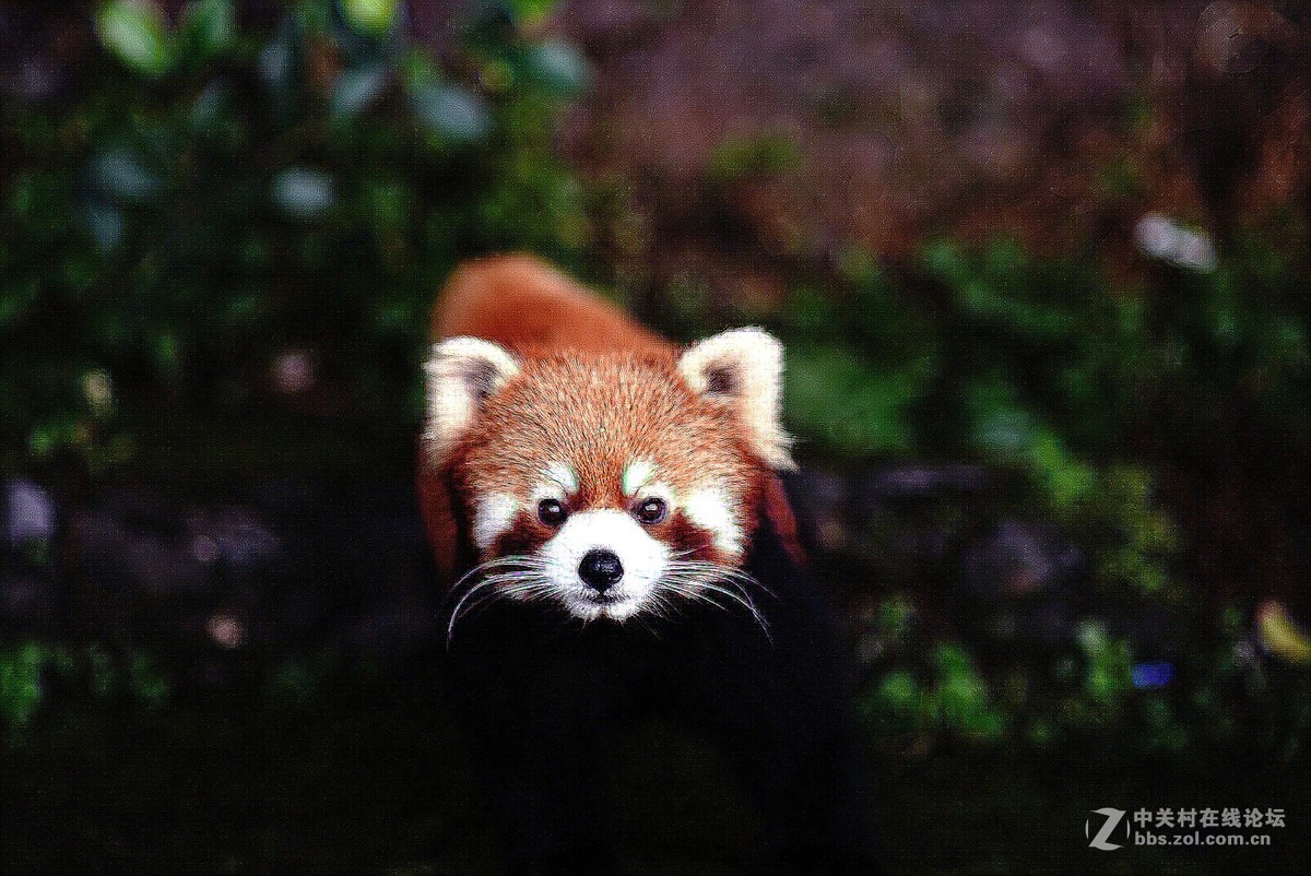 熊猫、仙鹤几片