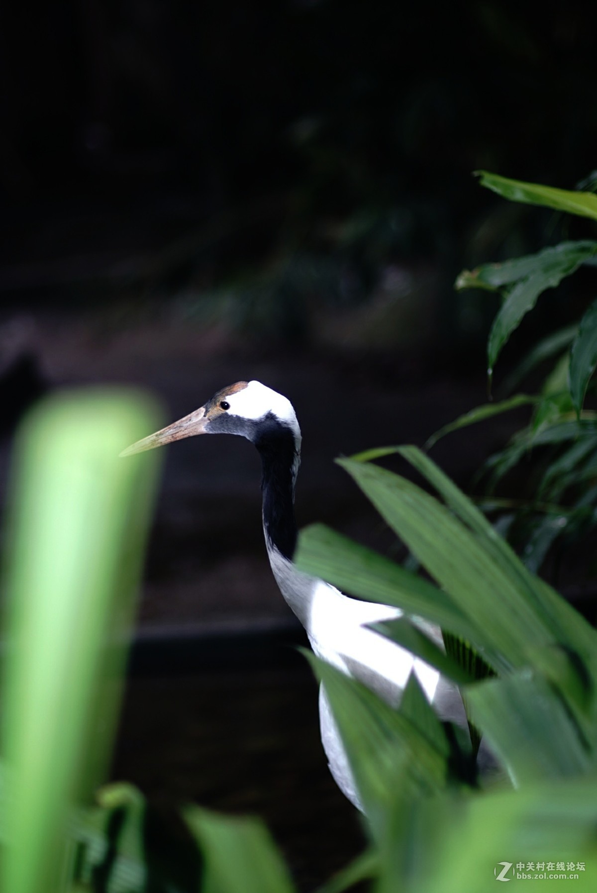 熊猫、仙鹤几片