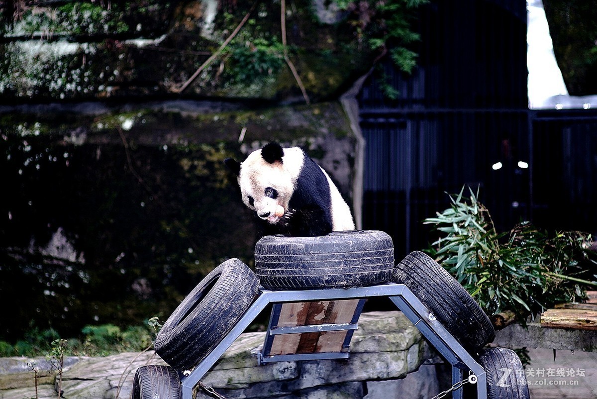 熊猫、仙鹤几片