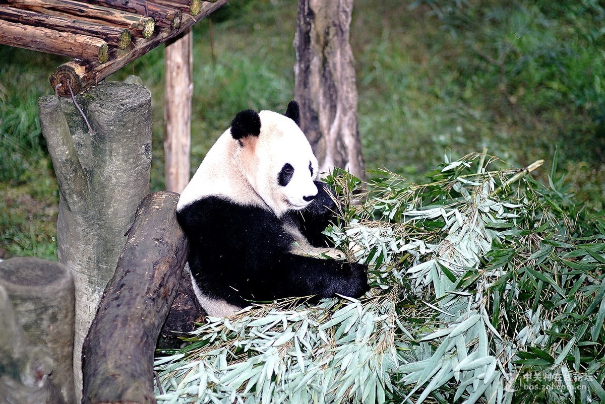 熊猫、仙鹤几片