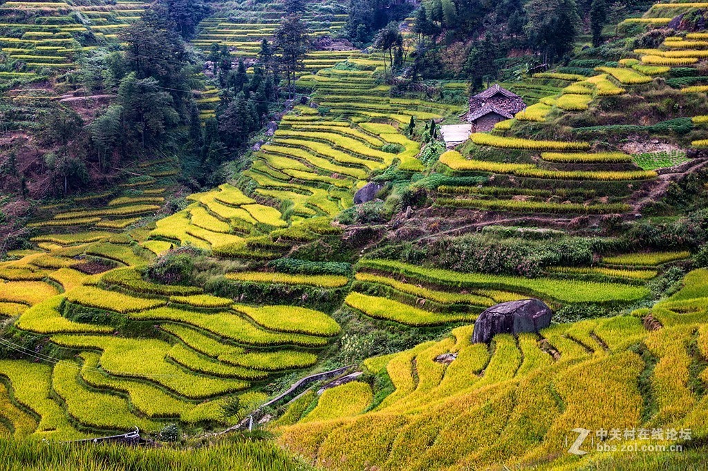 湖南紫鹊界梯田