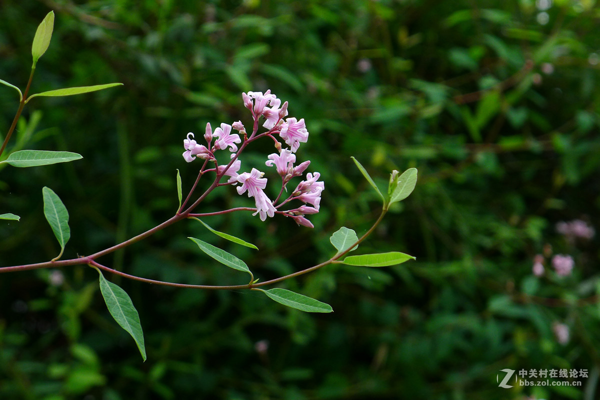 饭包草和罗布麻