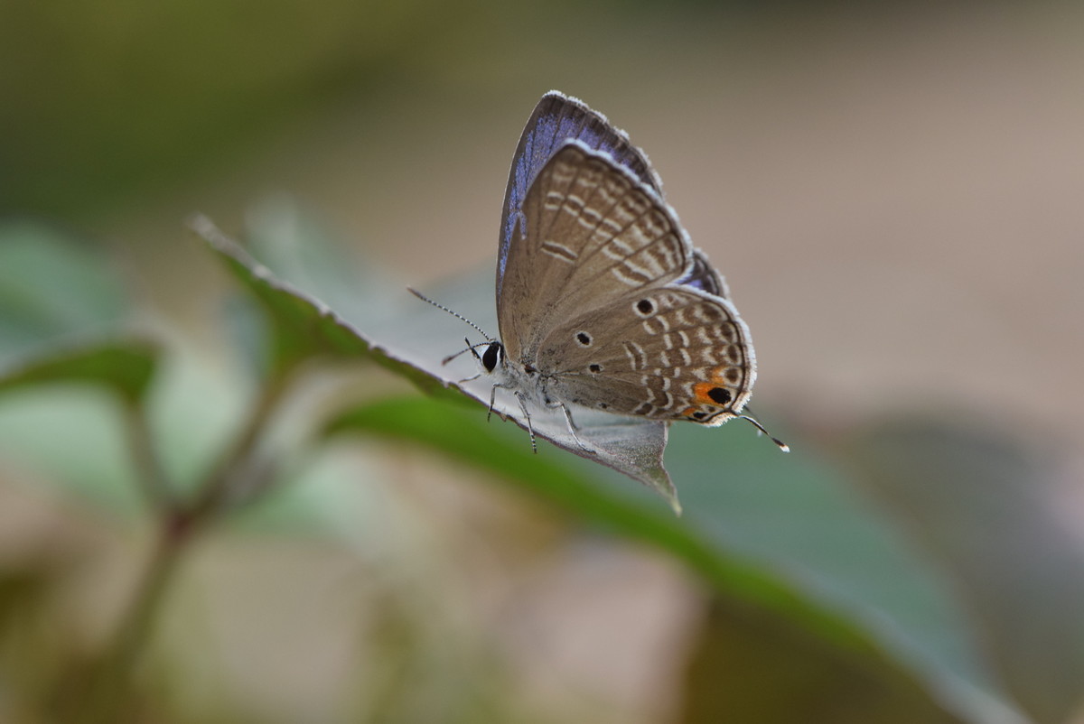 尼康 AF-S VR105mm f/2.8
