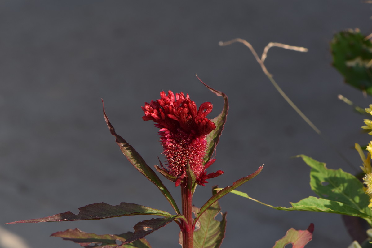 尼康 AF-S VR105mm f/2.8