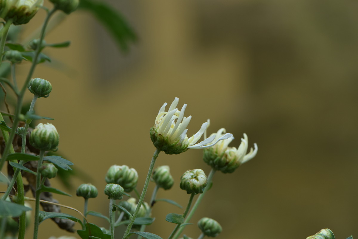 尼康 AF-S VR105mm f/2.8