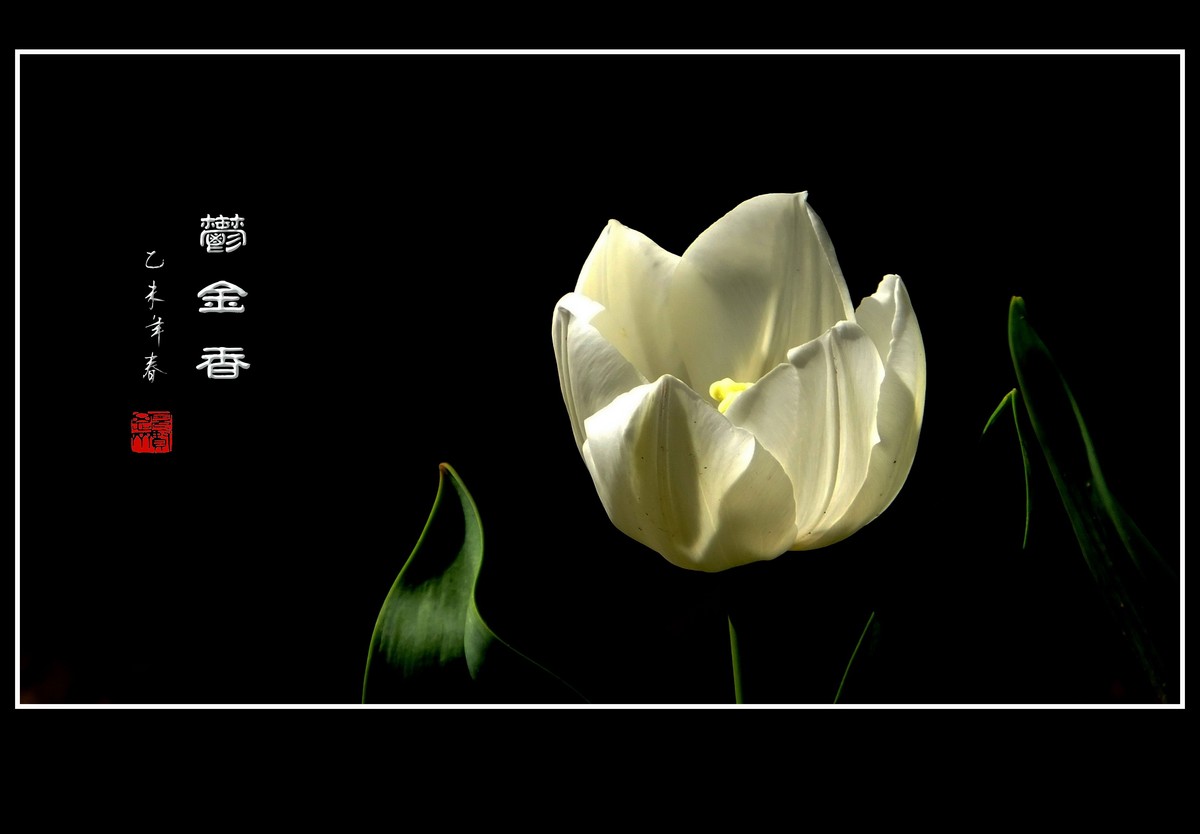 无暇的白郁金香