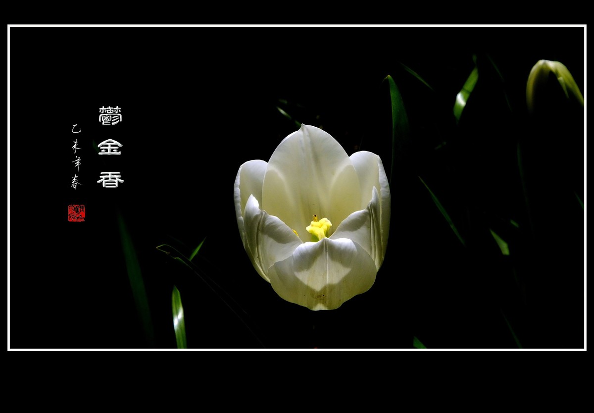 无暇的白郁金香