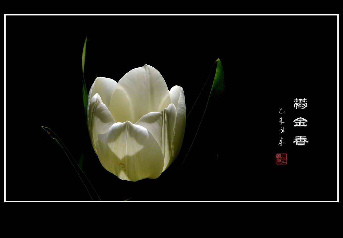 无暇的白郁金香