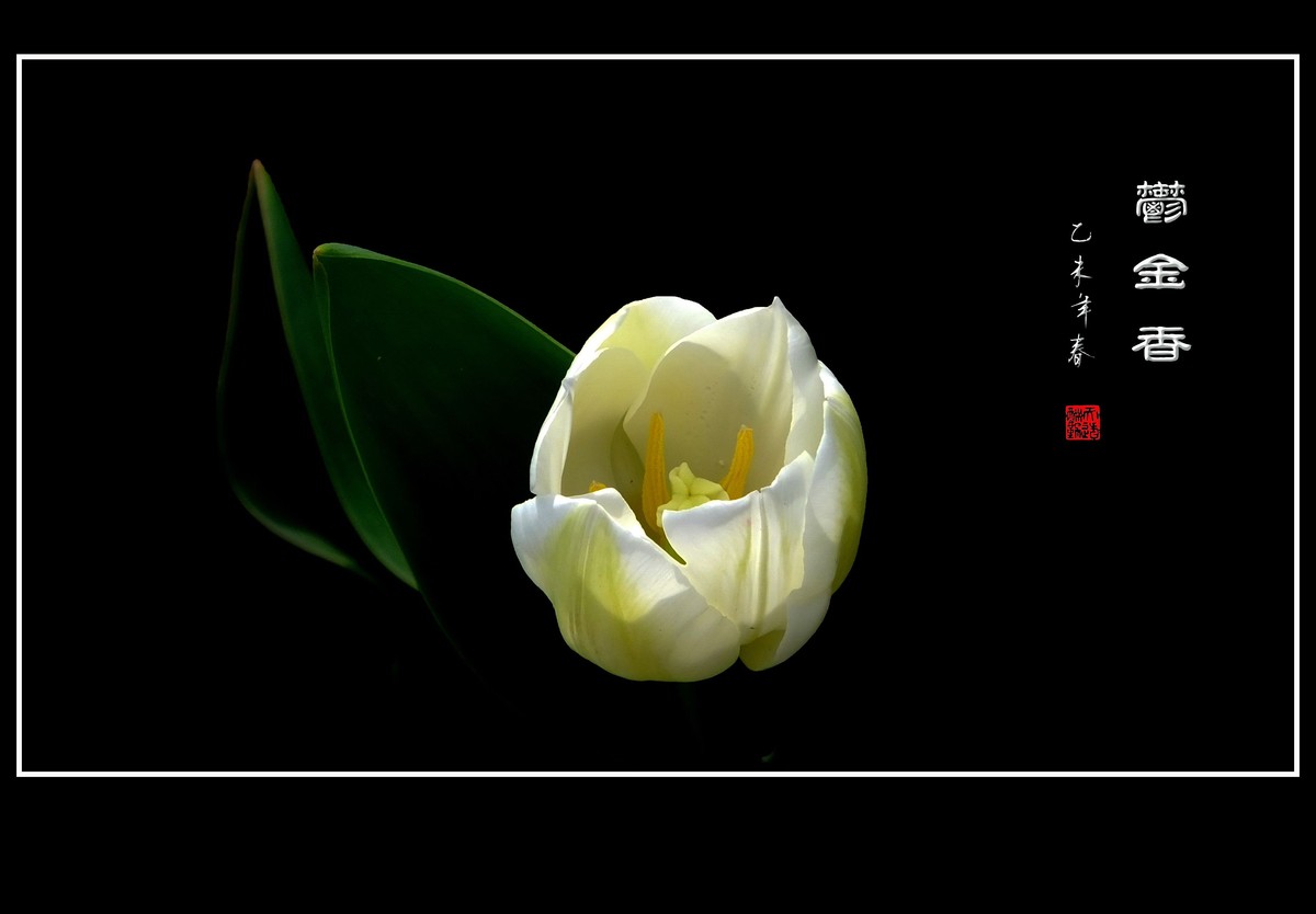 无暇的白郁金香