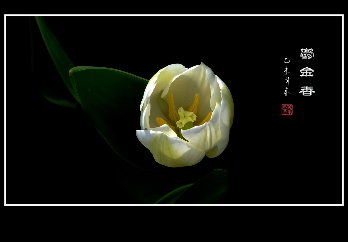 无暇的白郁金香