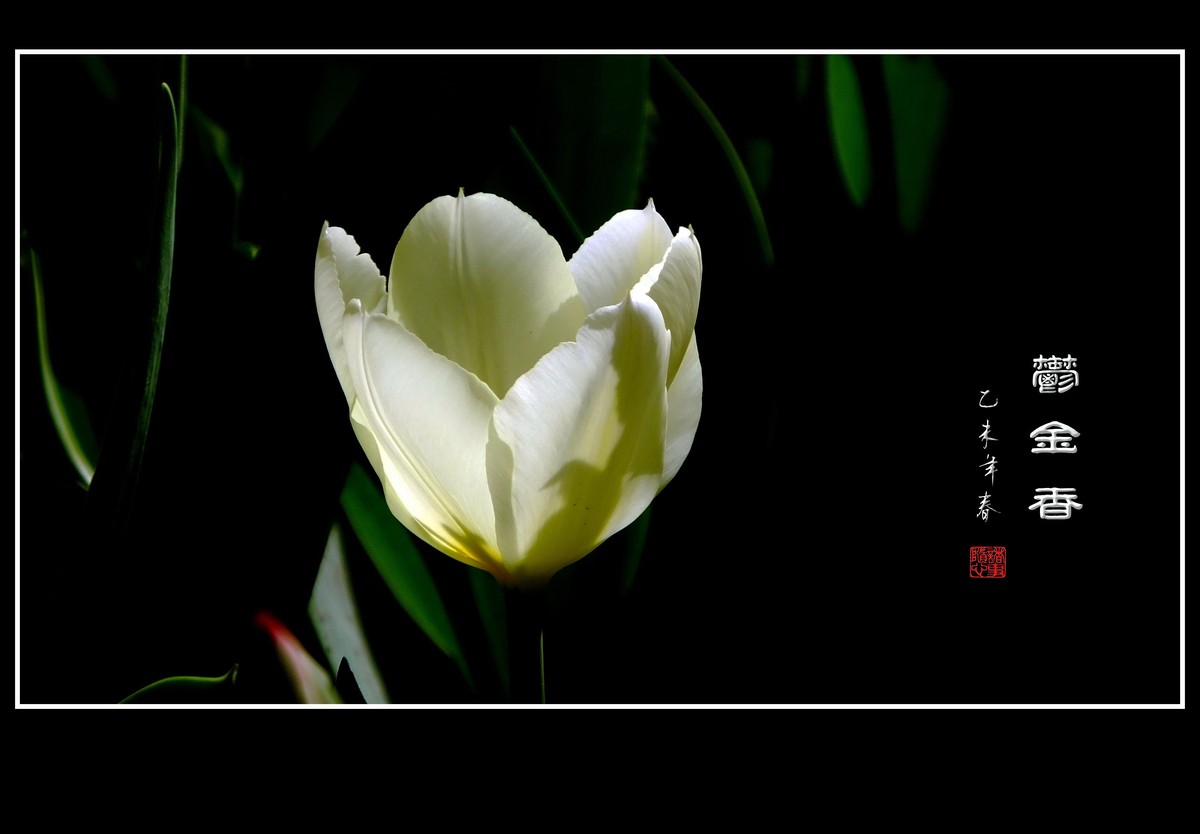 无暇的白郁金香