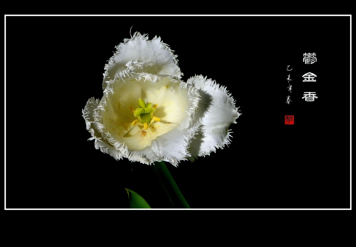 无暇的白郁金香