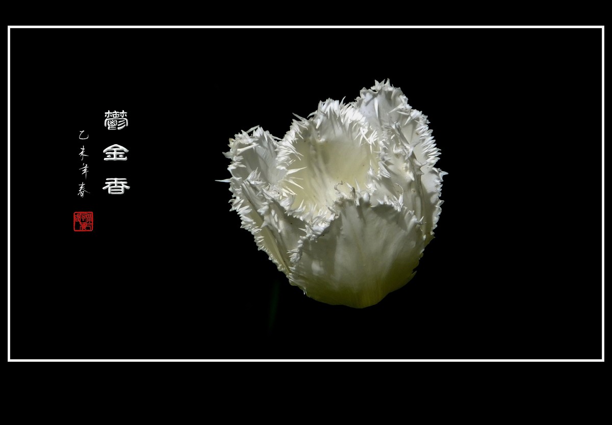 无暇的白郁金香