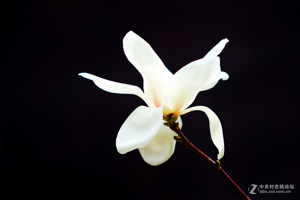 四月花