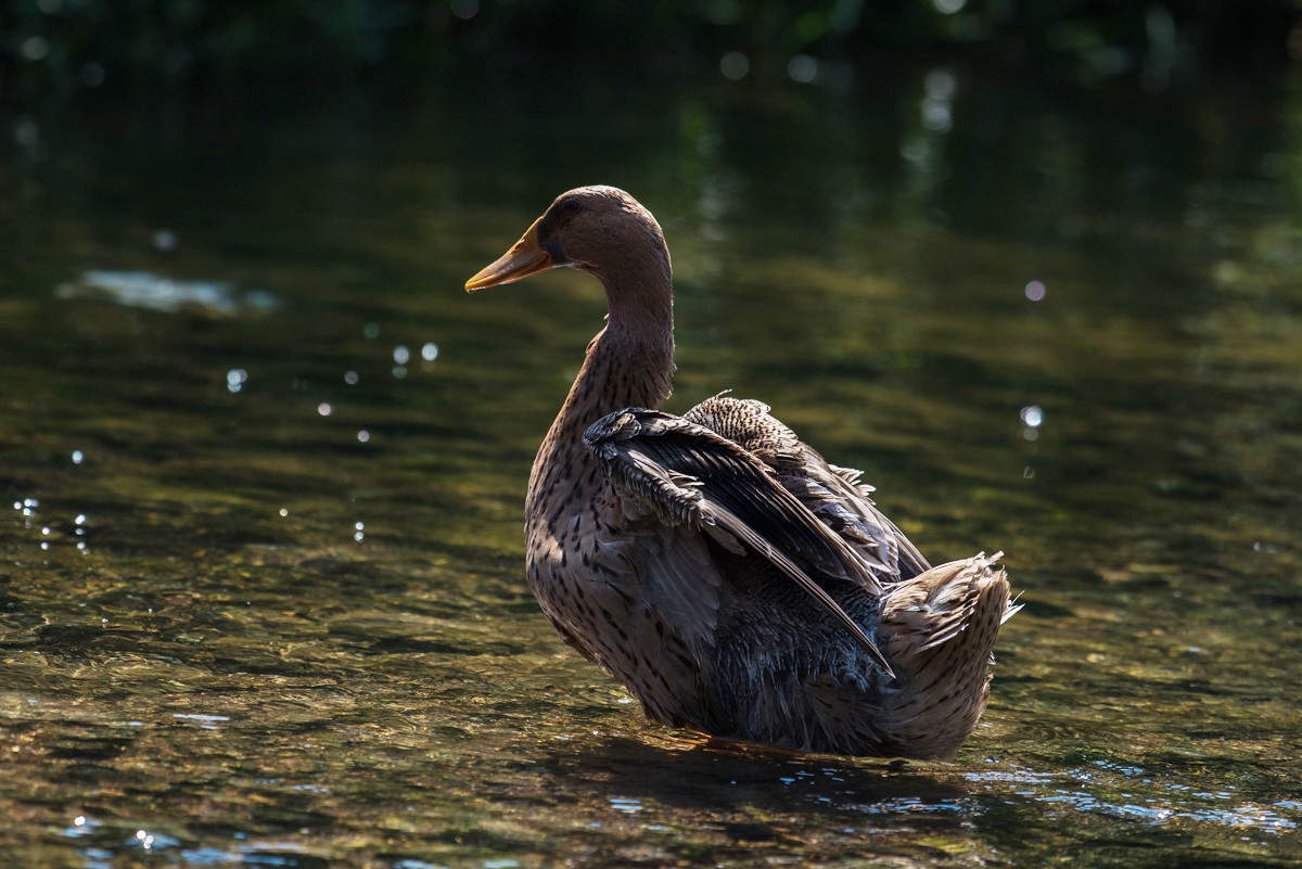 紫蒲生湿岸青鸭戏新波