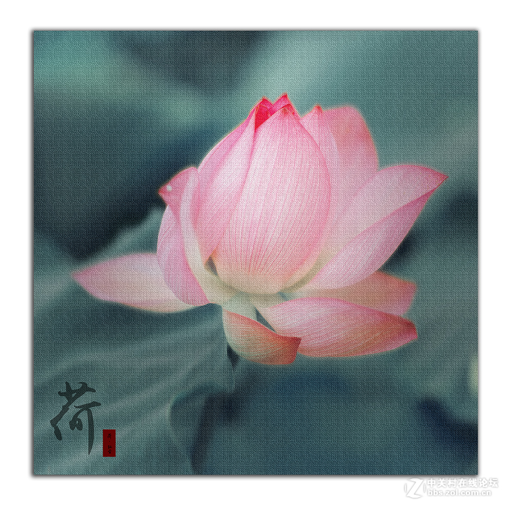 【荷——扯蛋摄影】