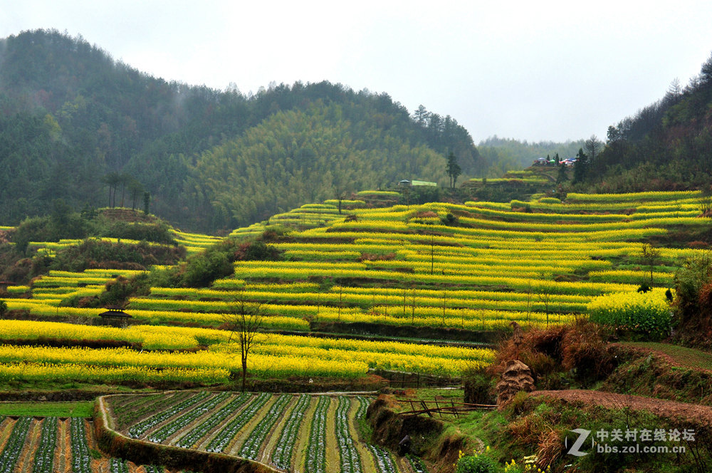 徽州灵山油菜花