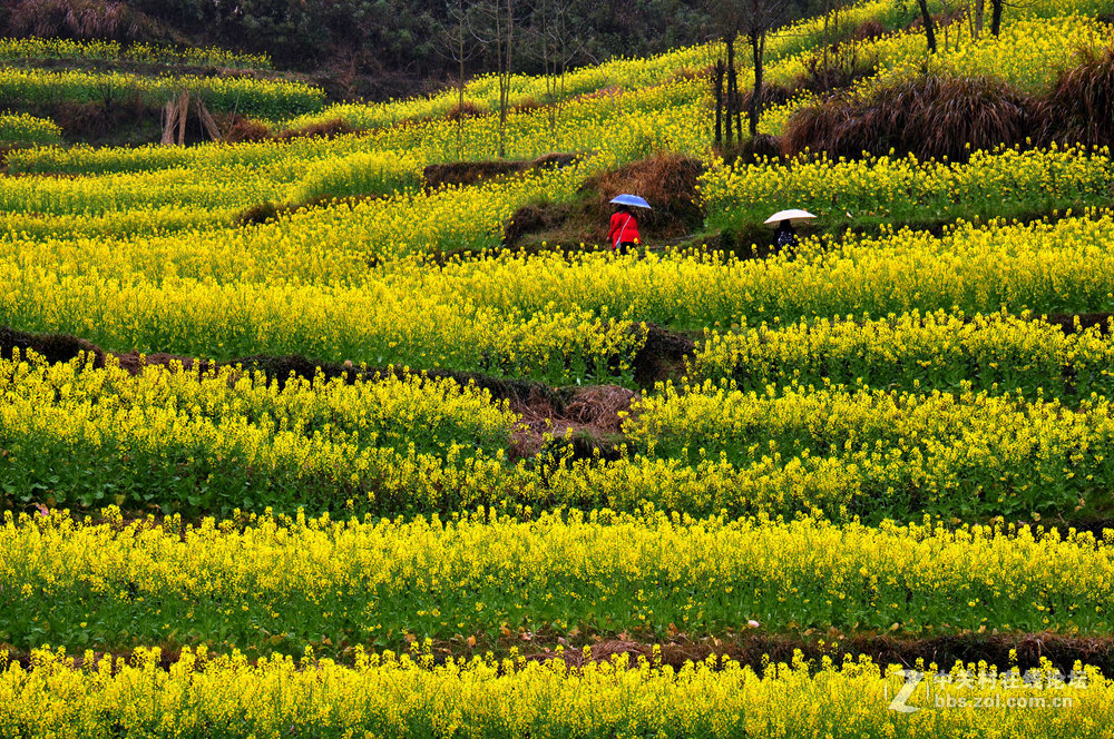 徽州灵山油菜花